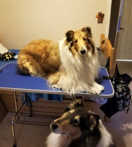 A sable and white Rough Collie lies on a grooming table, while a tricolor Collie sits on the floor nearby.
