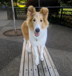A sable and white Rough Collie puppy walks across a wooden bench platform