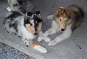 A blue merle (gray with black splotches and white and tan markings) lies next to a sable and white puppy
