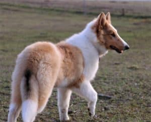 a fluffy, blue-eyed sable merle (tan and white with darker tan splotches) Rough Collie puppy walks through a sunlit pasture