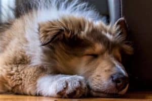 Sable and white Rough Collie puppy sound asleep on the floor indoors