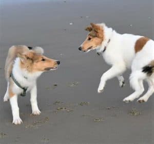 A sable and white Collie puppy bounces on the beach beside a white Collie puppy with sable spots