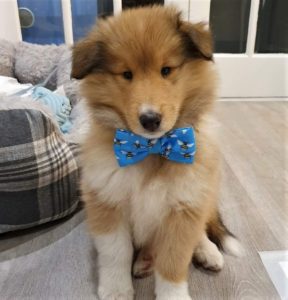 sable and white Collie puppy wearing a fabric bowtie that is blue with yellow bees on it