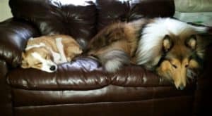 a tan and white aussie mix puppy lies curled up on a couch next to a much larger sable and white rough collie dog