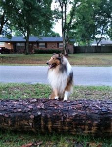 Gus, a sable and white rough collie, stands on a log showing off his lion's mane