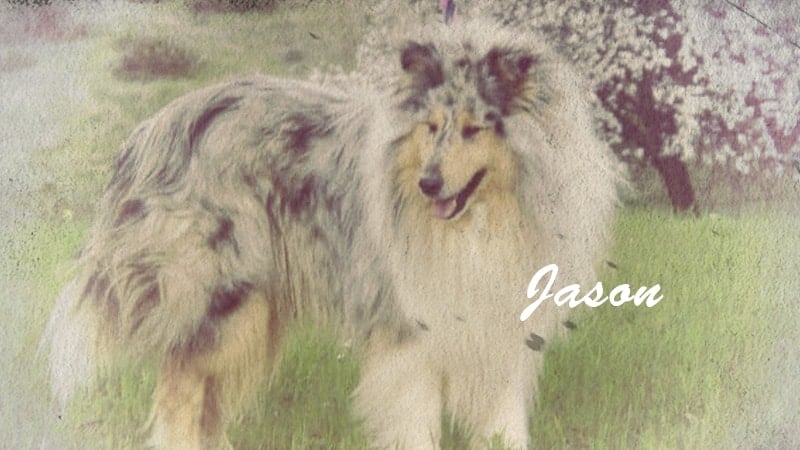 You are currently viewing Jason, the Hero Collie