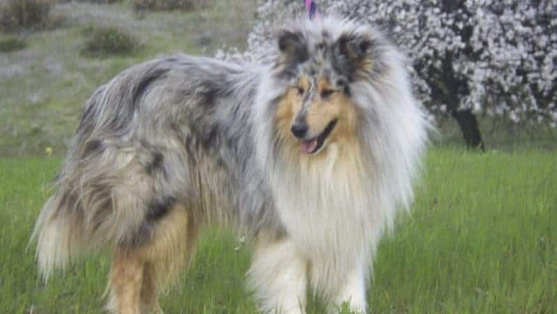 Jason, the Hero Collie | Collie Chatter