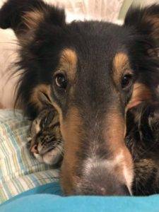 The Collies Who Rescue Cats