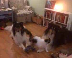 De collies die katten redden