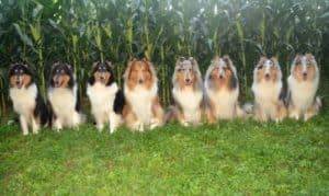 Avalon Collies