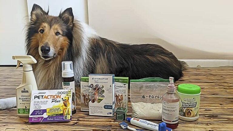 collies with mdr1