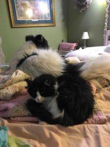 De collies die katten redden