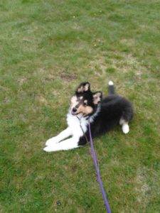 Young Runa Collie Puppy