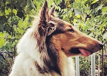 Yoshi the Derpy Rough Collie