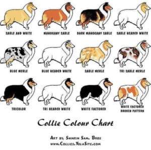 Rough Collie Color Chart