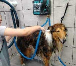 Gus getting a bath