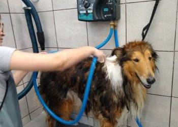 Gus getting a bath