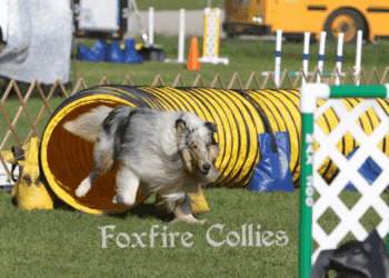 Rough Collie Agility Trial