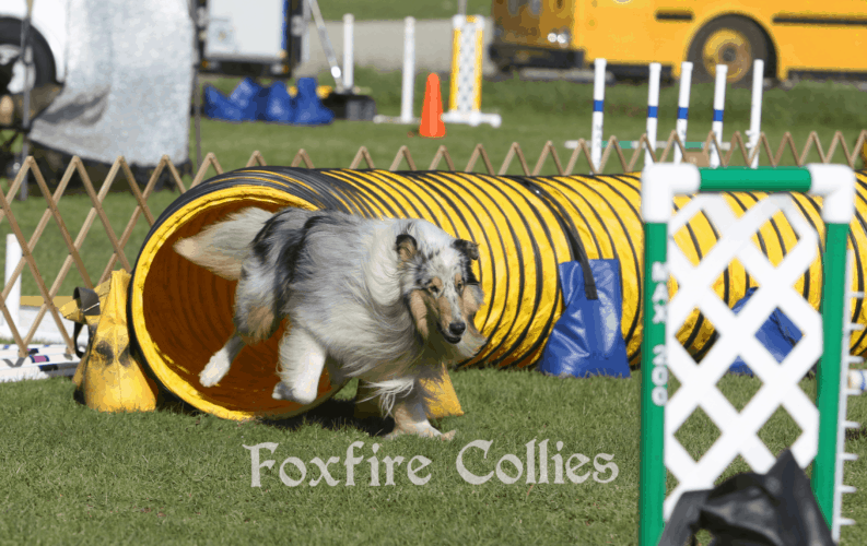 Rough Collie Agility Trial