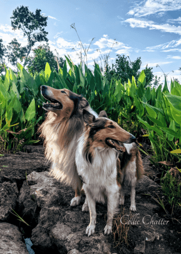Gustav and Yoshi Collies