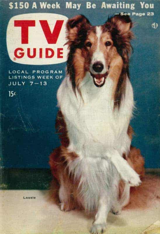 Lassie the Famous Rough Collie Lassie