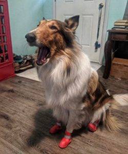 Yoshi Collie Complaining about her boots