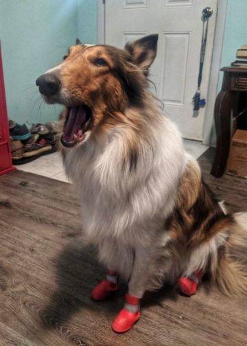 Yoshi Collie Complaining about her boots