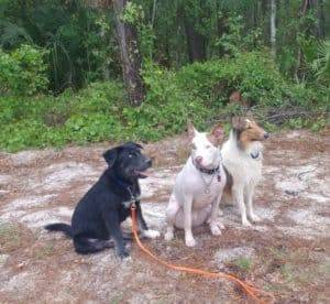 Thor a Golberian, Ajax a pit bull, and Yoshi a sable and white Rough Collie working on sit-stay