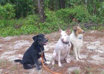 Thor, Ajax, and Yoshi working on sit-stay