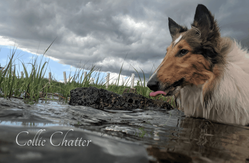 Yoshi in the water