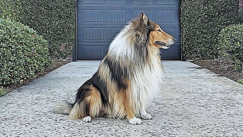 Call me 'Lassie' one more time. Do it.” : r/sheltie