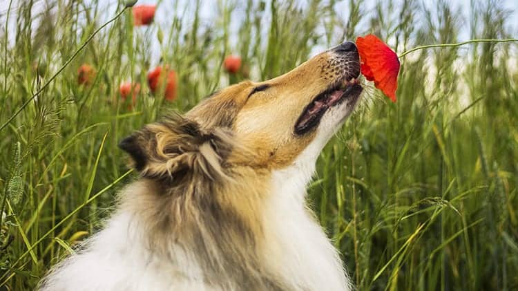 Rough collie with red poppy