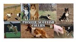 Pioneer Scottish Collies