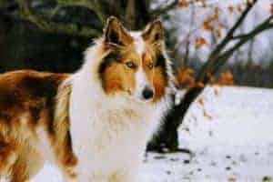 Lassie' dog breed at risk of dying out as numbers fall