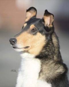 Ember Smooth Collie