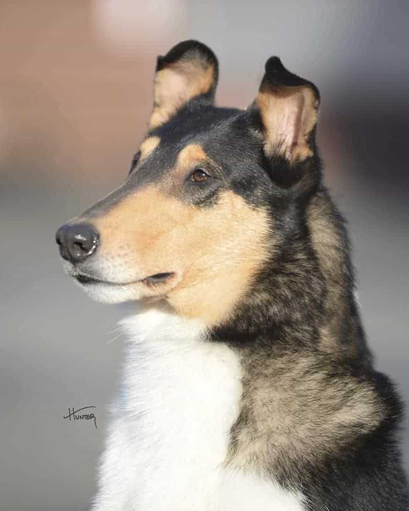 Ember Smooth Collie