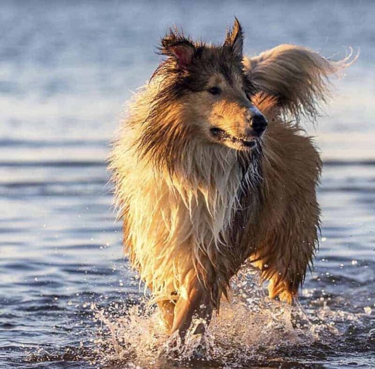 What Is A Rough Collie? | Lassie Dog Breed | Collie Chatter
