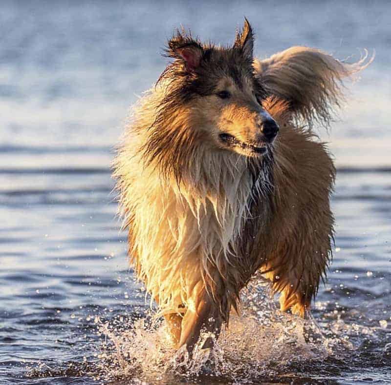 Laddie Collie from Melbourne Australia