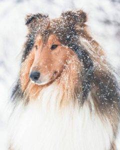 Head shot of a snow-frosted Icelandic sable and white Collie.