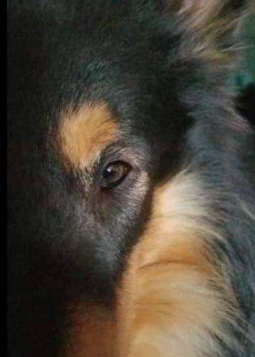 Collie Eye