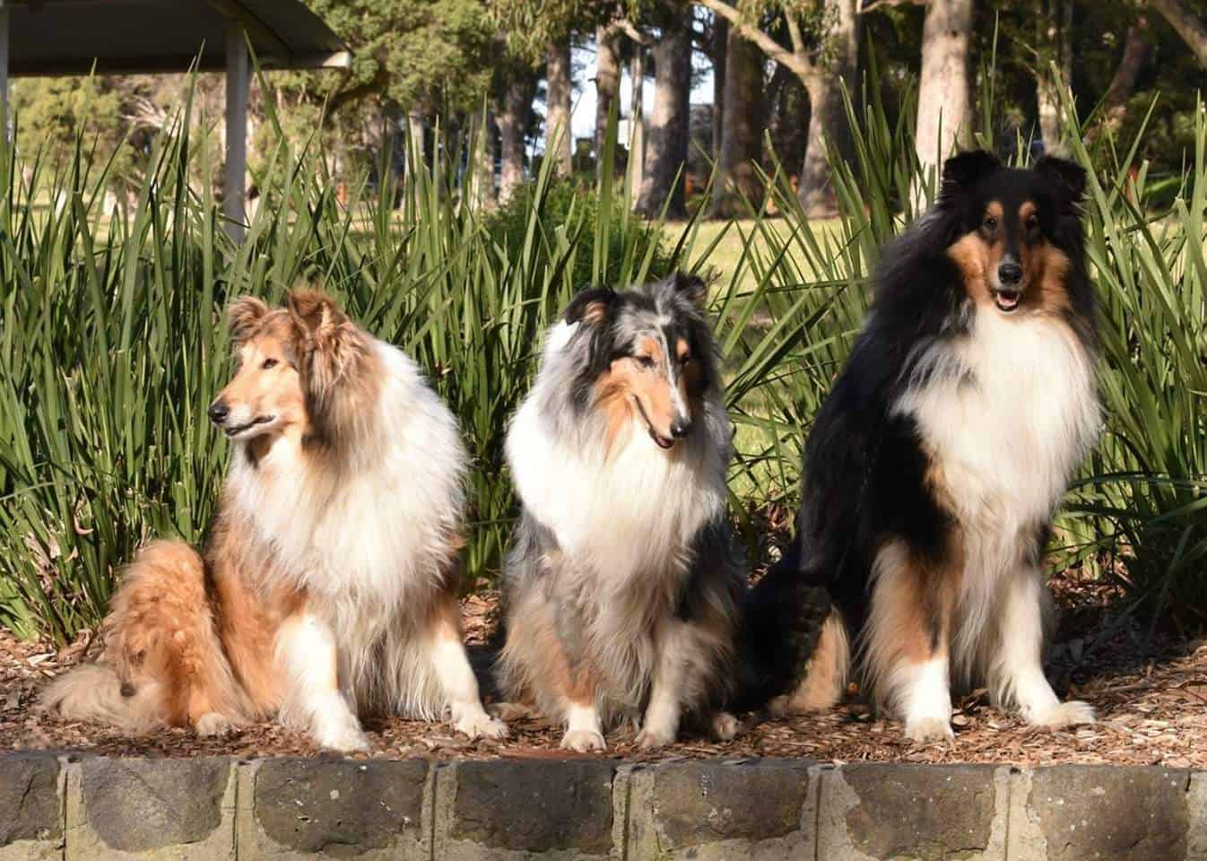 Bonnie, Blossom, and Shadow