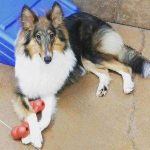 An older Rough Collie puppy with unusual color and markings (almost a tricolor, but more gray than black, and definitely not a blue merle) lies on the ground with a red dog toy held between her crossed front paws