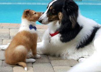 Laddie and Dacoa