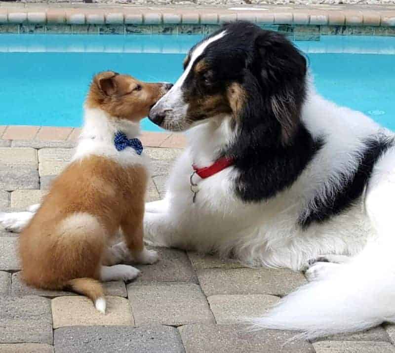 Laddie and Dacoa