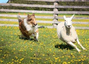 Bowie Collie dog showing off his sheepherding skills!