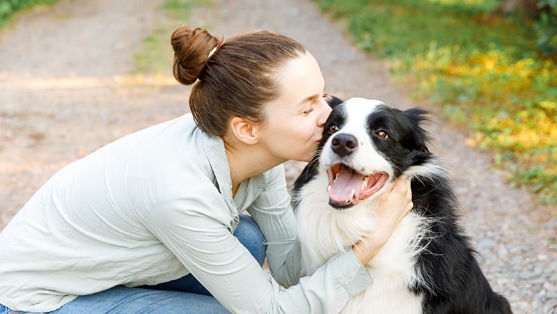 Border Collies - Temperament, Facts, Dog Tricks and Shows