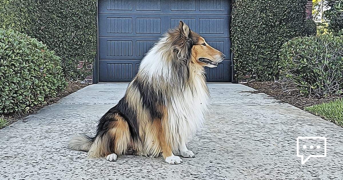 Gustav  Collie Chatter