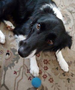 Things to Consider Before Getting A Border Collie