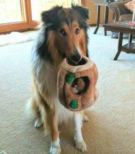 Titus loves to remove the chipmunks and carry them around!