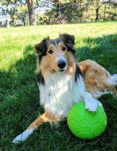 Titus from Pioneer Scottish Collies in South Dakota